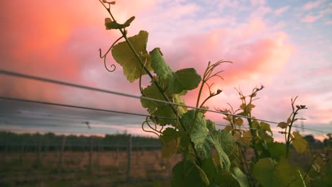 closeup slow zooming in shot of leaves on a vine in a vineyard during sunset dusk hours in waipara, new zealand