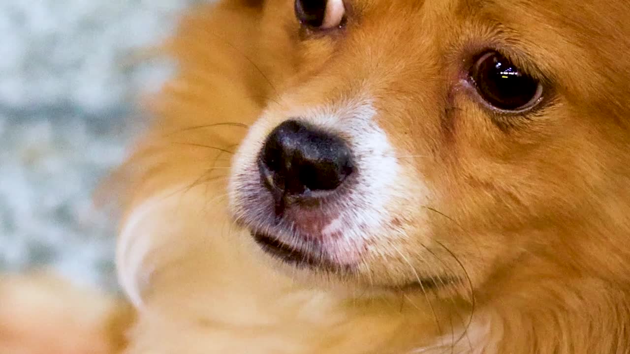 털털한 개가 호기심과 평온으로 쳐다본다