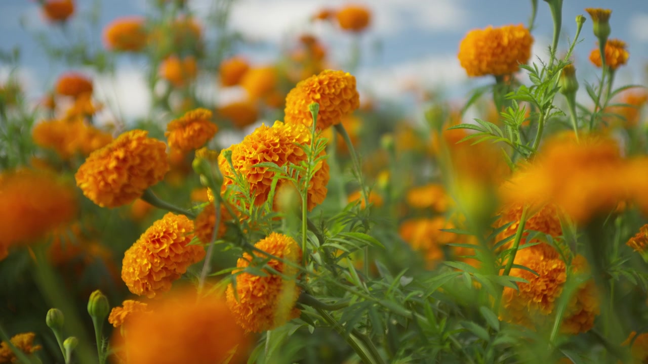 SLOW MOTION: FIORI DI TAGETE AFRICANO (CEMPASÚCHIL) SU UN CAMPO