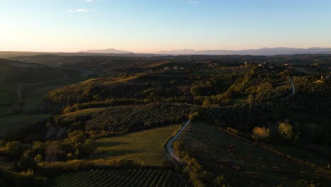 olive orchards across sloping hills of tuscany, italy at golden hour, aerial dolly