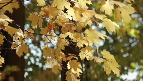 Beautiful-autumn-maple-leaves-turning-color-during-the-fall-season-in-Gatineau,-Quebec