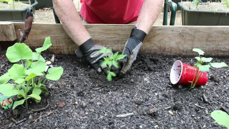 Pflanzen-Einer-Tomatenpflanze-In-Einem-Hochbeetgarten