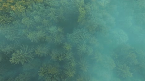 Birdseye-view-of-blanket-of-mist-covering-the-tops-of-forest-woodland