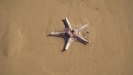 Estrellas-De-Mar-En-La-Orilla-Siendo-Lamidas-Por-Las-Olas