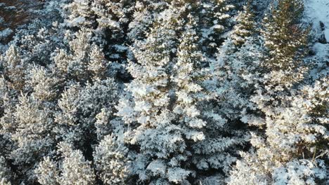 close up of pine trees covered in white snow in iceland, aerial