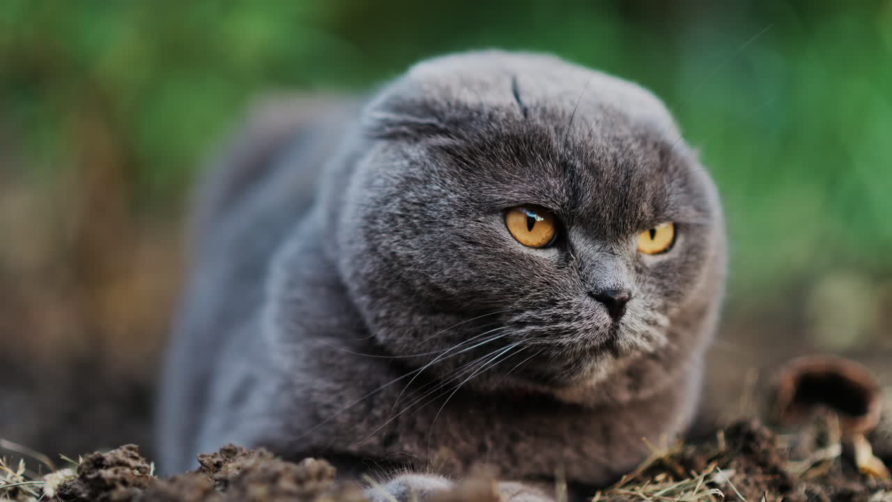 Close up of a Scottish Fold cat with orange eyes sitting on the ground in a garden
