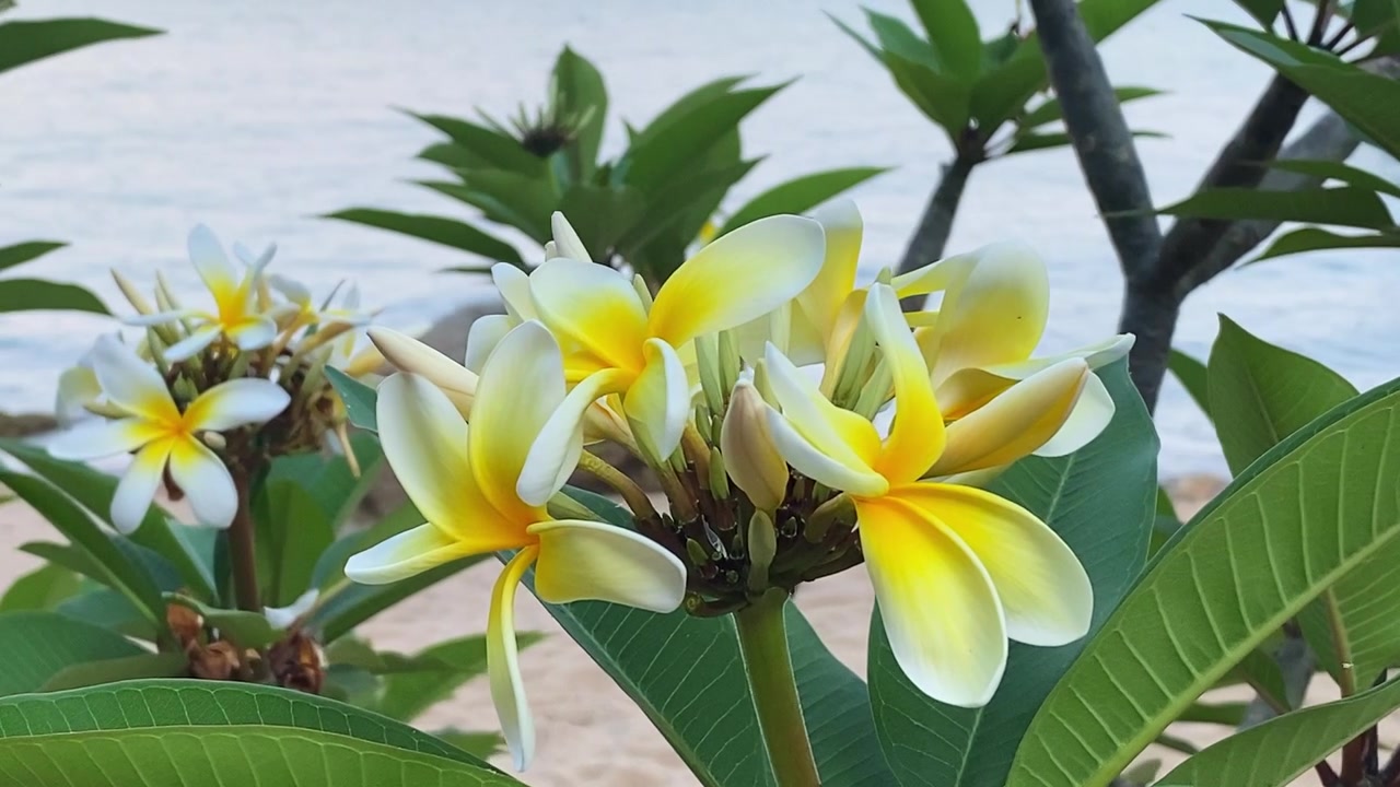 Vista ravvicinata in movimento di un bellissimo frangipane Giallo Darwin e fogliame verde, con una spiaggia tropicale leggermente sfocata e un lago blu sullo sfondo.