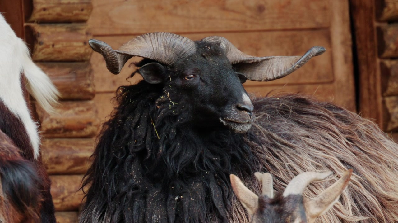 Primo piano di una pecora nera con grandi corna ricurve e un folto vello di lana, in piedi davanti a una struttura di legno.