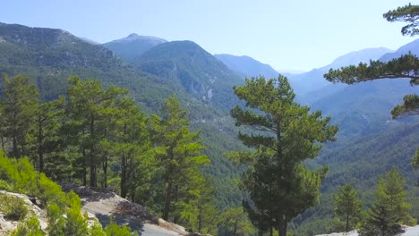 mountainous forest landscape