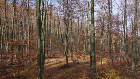 autumn forest scene with fallen leaves