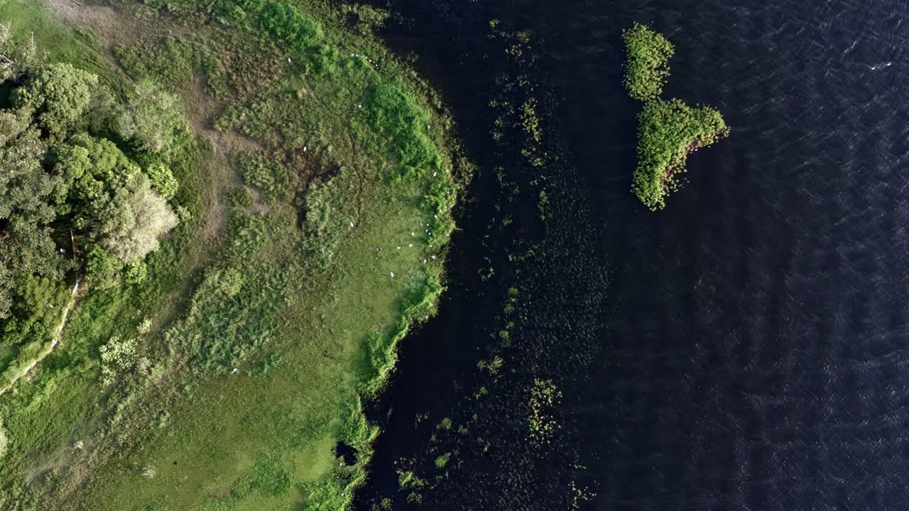 vista de cima para baixo inclinada para baixo de belos pântanos verdes naturais com garças brancas descansando na costa do reservatório artificial de guarapiranga no sul de são paulo, brasil