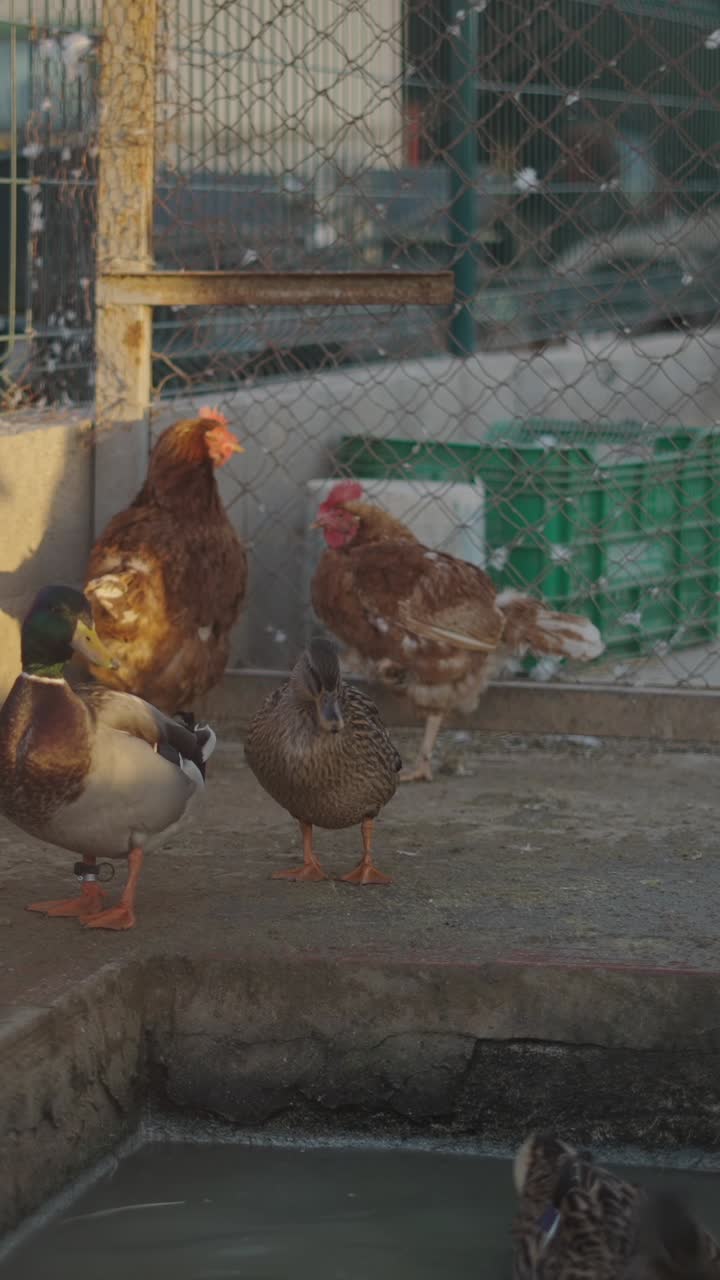 Ducks and chickens in an outdoor enclosure with a water trough