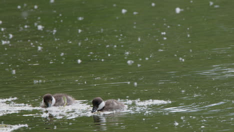 two cute bufflehead ducklings eat poplar seed fluff from pond surface