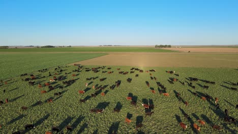 Rebaño-De-Vacas-En-Un-Enorme-Campo-Pampeano,-Sombras-Del-Sol-Bajo,-Antena-Estática