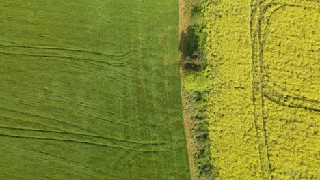 aerial birds eye over green rapeseed field on one side and flowery on the other