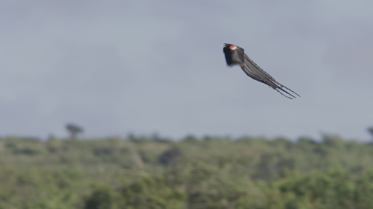 Uccello dalla coda lunga con una macchia rossa in volo stazionario