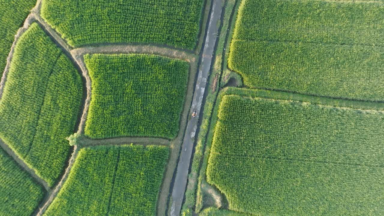 fotografía de avión no tripulado de alta altitud de una mujer descalza caminando por los arrozales de ubud bali, indonesia, al amanecer.