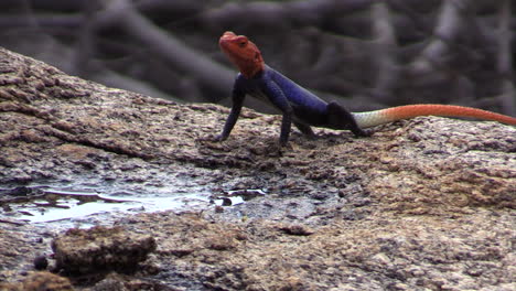 Rock-agama-at-a-flat-stone-with-a-small-puddle-in-foreground,-agama-nodding-repeatedly