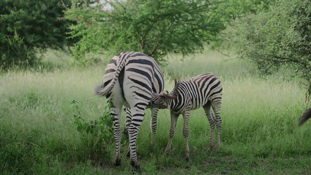 Madre zebra e puledro nella savana africana