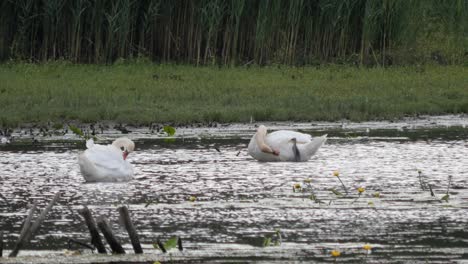 two white swans sitting between water lillies on a side arm of the rhine river grooming themselves