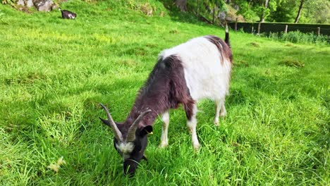 Goat-eating-green-grass-in-meadow