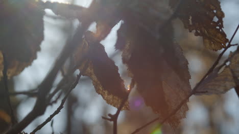autumn chestnut leaves dance in breeze as sun flickers, close-up