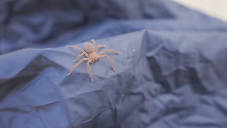 Nahaufnahme-Einer-Spinne,-Die-Auf-Einem-Campingzelt-Kriecht,-In-Zeitlupe