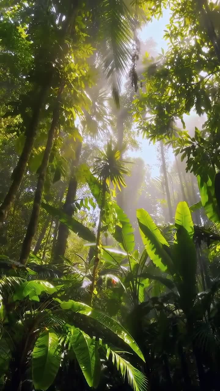 Rigogliosa scena di giungla con luce solare che filtra tra le foglie, catturata da un angolo basso