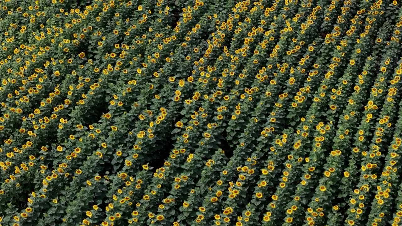 Una prospettiva aerea mostra vaste file di girasoli in fiore che crescono in precise linee diagonali attraverso un fertile campo agricolo