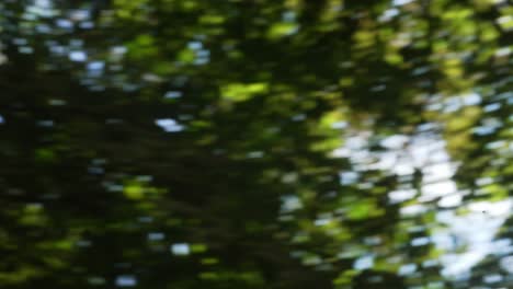 blurred forest scene with sunlight
