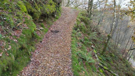 Pfad,-Feldweg,-Der-Durch-Wälder-Entlang-Eines-Moorflusses-Führt