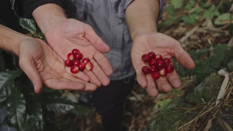 coffee cherries in hands
