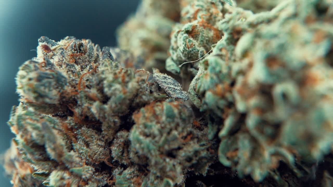 A macro close up tasty shot of a cannabis plant, marijuana flower, hybrid strains, Indica and sativa, on a 360 rotating stand in a shiny bowl, 120 fps slow motion Full HD, studio lighting