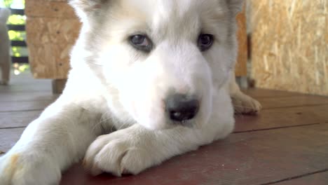 puppies of the alabai breed