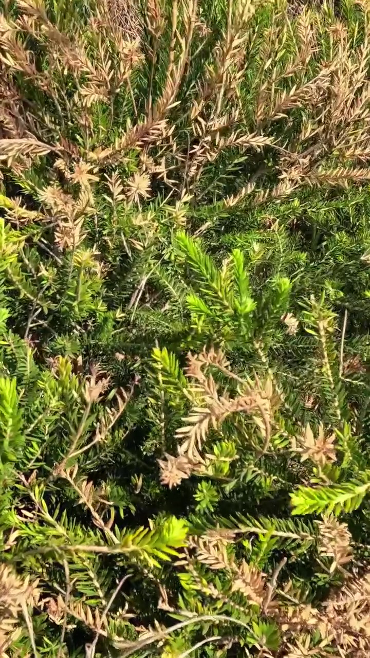 Vegetazione lussureggiante e fogliame secco a Point Lonsdale