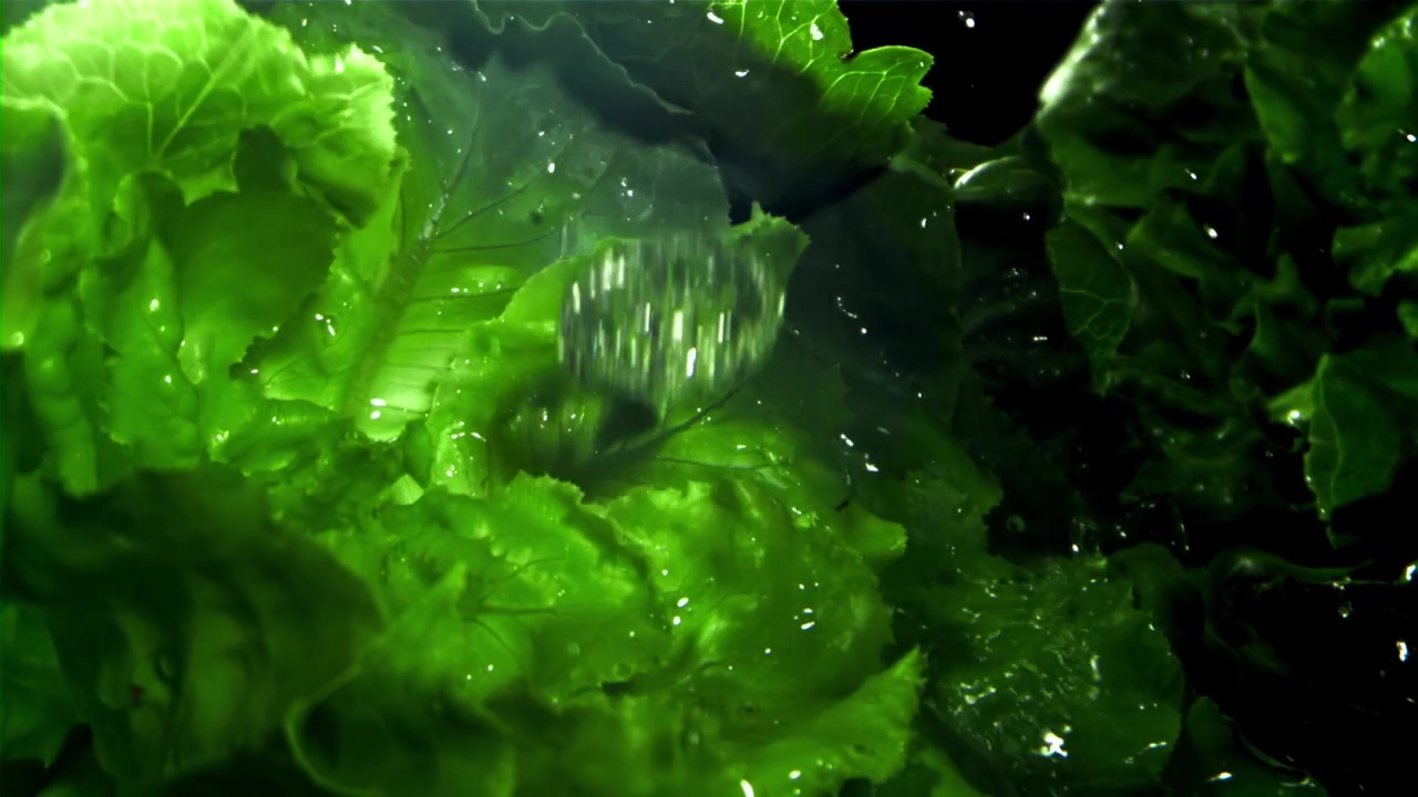 Gocce d'acqua che cadono su fresche foglie di lattuga verde