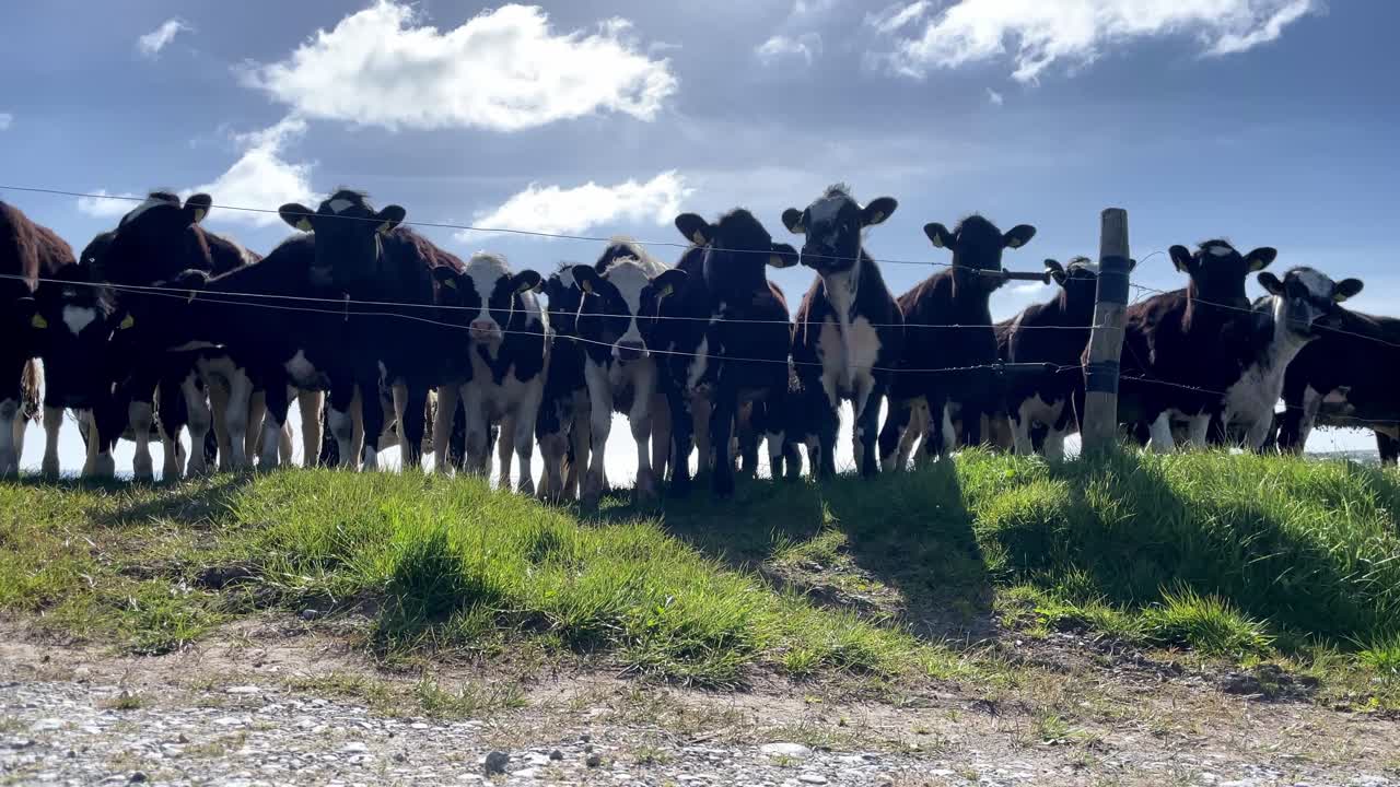 Green pasture with a herd of heifers in time lapse footage on a sunny day