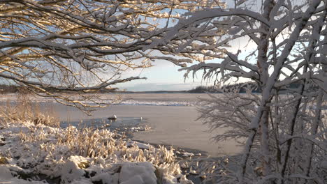 silencio invernal, paisaje de lago congelado enmarcado por ramas nevadas
