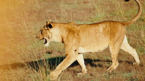 panting adult lioness strolls over dry grassy landscape