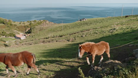 horses grazing on a hillside with ocean view