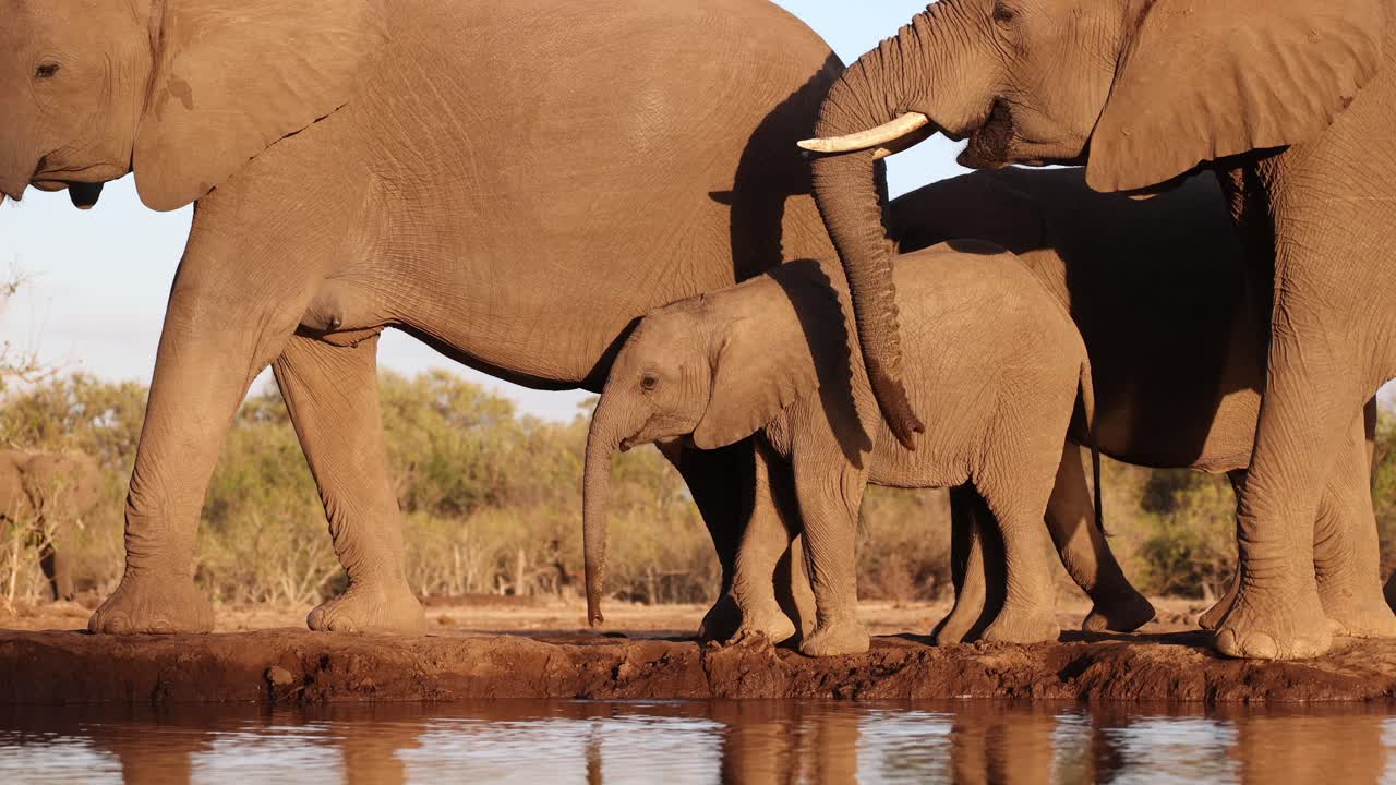 A herd of African elephants including a young calf drinking at a waterhole in front of an underground hide in golden light. Filmed from a low angle in Mashatu Game Reserve