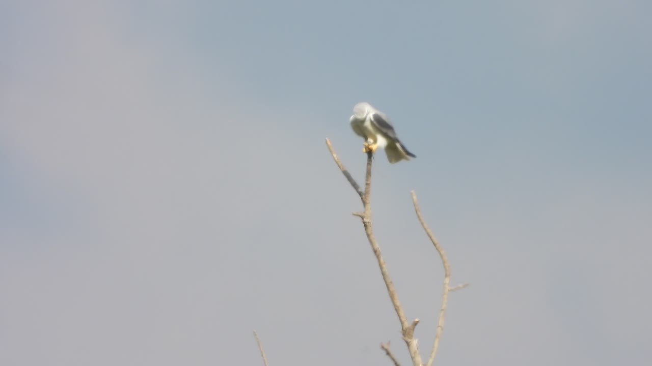cometa de alas negras en la rata devoradora de árboles