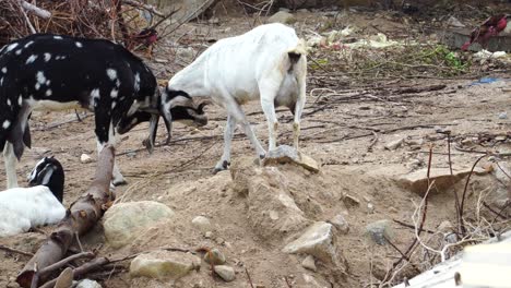 Young-goats-practice-dominance-by-locking-horns---Right-to-left-tracking-shot