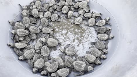 las crías de tortugas marinas de olive ridley dentro de un cubo antes de ser liberadas en la naturaleza en la playa de playa termes en la costa del pacífico en el departamento de chocó en colombia.