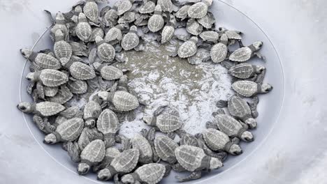 olive ridley sea turtle babies inside a bucket before being released into the wild on playa termales beach on the pacific coast in the chocó department in colombia