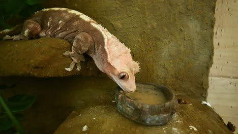 Harlequin crested gecko leans down from rock shelf to eat food from stone bowl. Pink tongue extended in close-up highlights exotic pet feeding behavior in natural enclosure