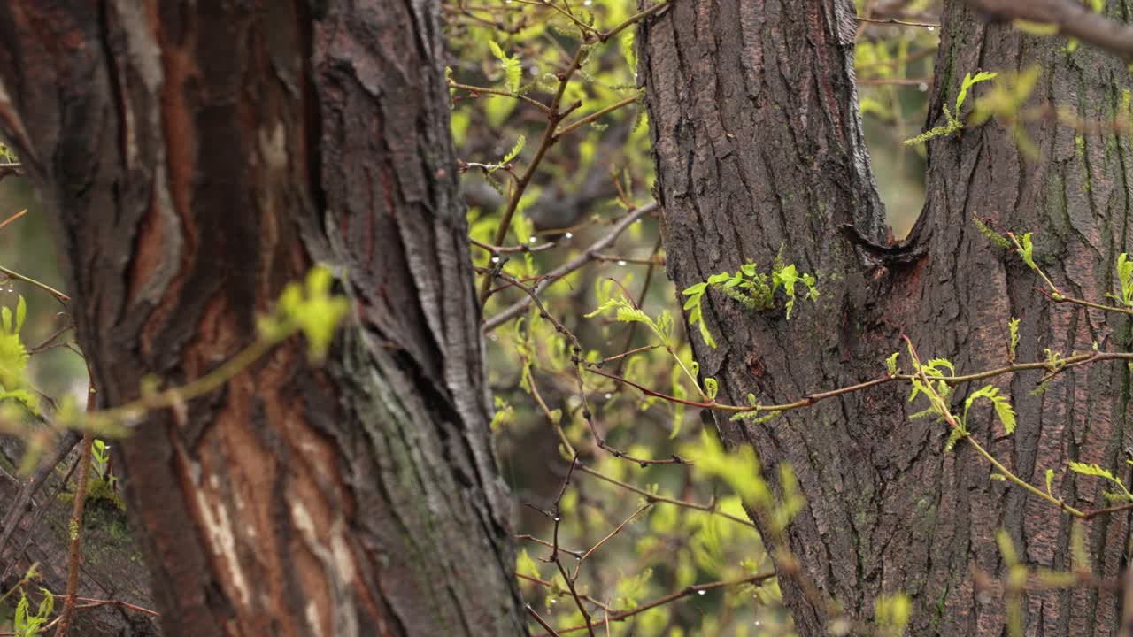 A rainstorm refreshes trees and forest undergrowth in Boulder County.