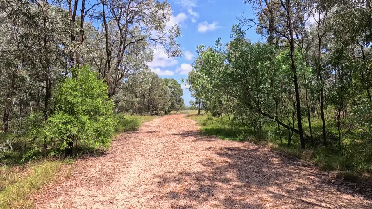 오스트레일리아 에 있는 유칼립투스 숲 을 가로질러 경치 좋은 산책