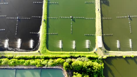 la granja de camarones es un animal económico para la exportación y el consumo interno.