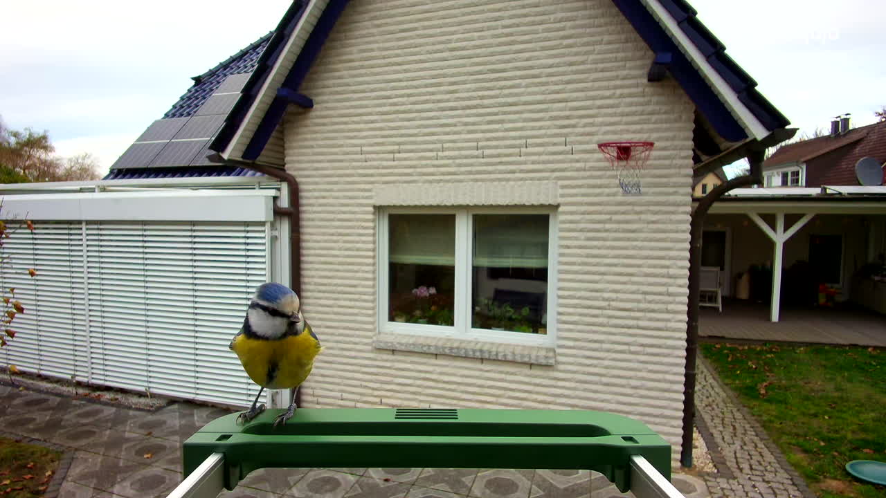 The video shows a small bird, likely an Eurasian blue tit. The bird moves slightly, turning its head and looking around curiously